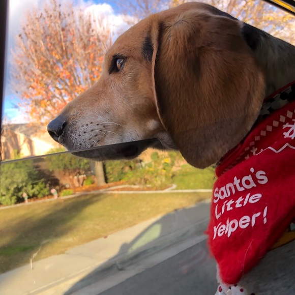 Pet Items ๐ถ๐โ๐ฆบ๐ฆฎ๐โโฌ๐ฑ - Picture 11 of 16